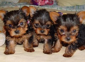 Male and Female Yorkie puppies