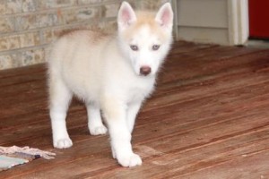 blue eyes Siberian Husky puppies for your X-Mas