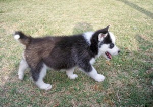 very friendly Siberian Husky puppies for you