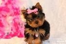 Charming Xmas Male And Female teacup yorkie...