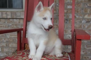 72 hour health Siberian Husky puppies