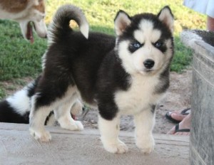 Gorgeous  Siberian Husky