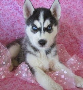 For A Gift...Beautiful Girl Siberian Husky Pups.