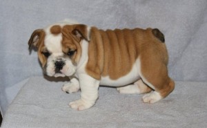 healthy english bulldog puppies for you