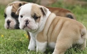 ENGLISH BULLDOG PUPPIES FOR FREE ADOPTION TO GOOD HOMES