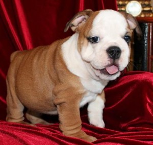 Sweet,charming and ffectionate english bull dogs male and female