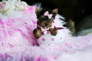 Marvellous Teacup Yorkies Puppies for Xmas