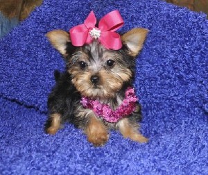 Text me (7325234280)Charming male and female Yorkie puppies for adoption