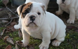 AKC English Bulldog Puppies For Adoption