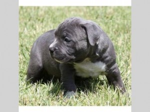 ADBA Registered male and female Blue nose pittbull puppies