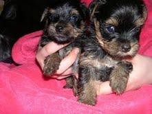 Health certificate Tea Cup Yorkie puppies