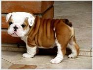 !!!Talented English Bulldog Puppies For Adoption To A Wellcoming Home!!!