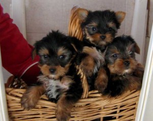 Healthy Well Trained Teacup Yorkie Puppies Available