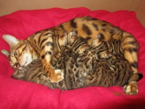 Beautiful Bengal Kittens for adoption