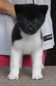 Cute And Adorable Male and Female Akita Puppies