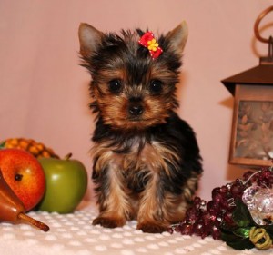 Authentic CUTE AND LOVELY YORKIE PUPPIES FOR ADOPTION