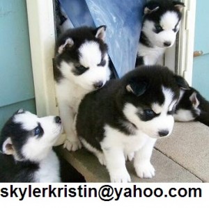 home raise  Siberian husky puppies now ready for home sale