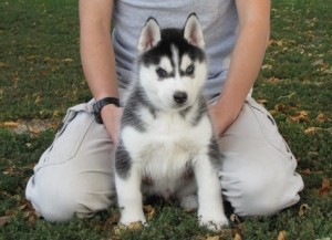 Perfect Quality Siberian Husky Puppies puppies