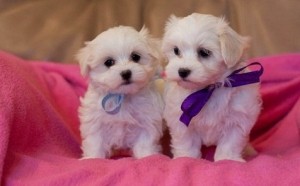 Socialized Maltese Puppies Ready For Re home