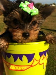 ***Teacup Yorkie Puppies available for adoption***