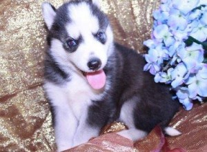 Adorable Blue Eyes Siberian Husky Puppies