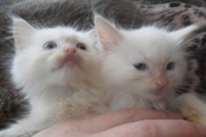 Adorable Ragdoll Kittens ready to go New home.