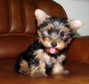 2 yorkie puppy available for free adoption