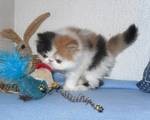 CUTE MALE AND FEMALE PERSIAN KITTENS FOR NEW HOMES FOREVER