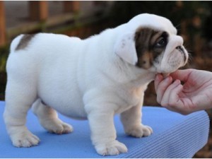 English Bulldog puppies ready for adoption Text me via 801-845-7389