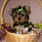 APPROVED Christmas male and female Teacup Yorkshire terrier puppies