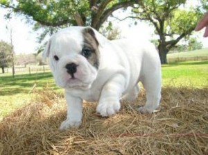 cute bull dog puppy for  adoption
