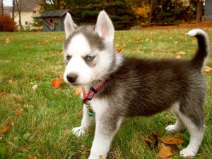 Well trained siberian husky available