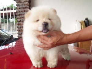 Charming Xmas Male And A Female chow chow Puppies For Your Kids Now Ready