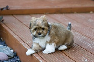 cutest Lhasa apso puppy for re-homing