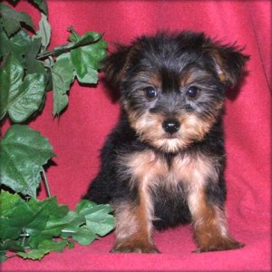 CHARMING MALE AND FEMALE YORKIE PUPPIES