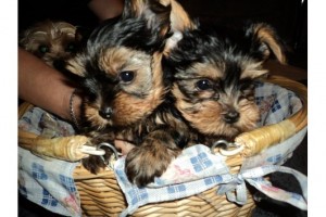 MINI beautiful Yorkshire Terrier Puppies