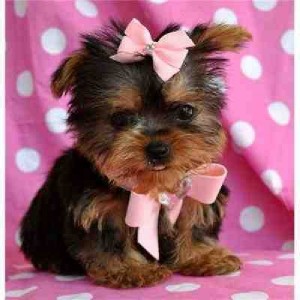 CHARMING MALE AND FEMALE YORKIE PUPPIES AVAILABLE