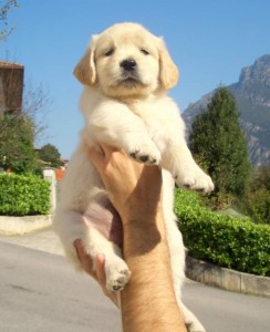 Cute AKC Golden Retriever Puppies For Re-homing Now Available