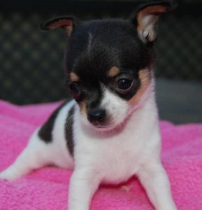 Healthy chihuahua Puppies for Adoption.