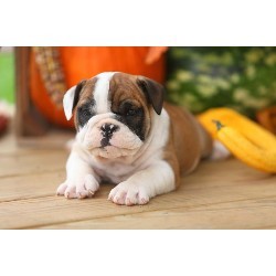 AKC Litter Registered English bulldog ...