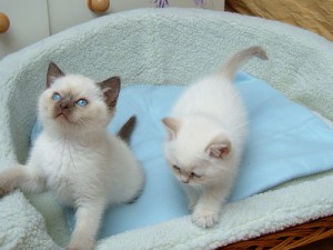 ragdoll  kittens available