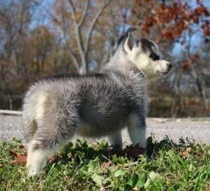 Siberian Husky