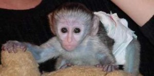 beautiful capuchin monkey for adoption