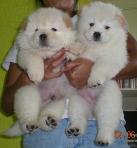 Precious chow chow Puppies  Available For X-mass Now