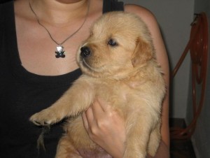 2 Golden retriever puppies for X Mas ADOPT NOW