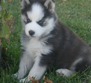 Adarable Siberian Husky Puppies ready