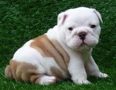 English Bulldog puppies...Price Reduced....CALL 3474401594