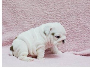 Mini Bulldog puppies two ready for chrismas