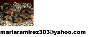 ~Hey ( Yorkie Puppies )  Get Yorkie Puppies Now~