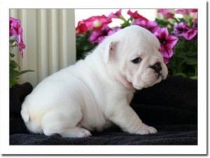 White English Bulldog puppies for good homes